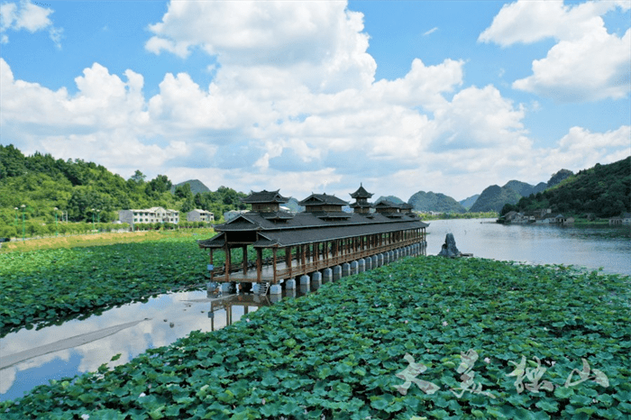 连日来,炎炎夏日中,在独山县下司镇,一片荷塘里,碧绿的荷叶长满了水面