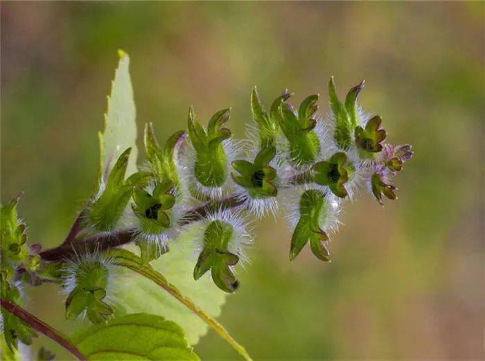 野荆芥,痱子草(《分类草药性》),土荆芥,野香茹(《福建民间草药》),热