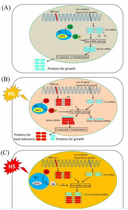 trendsinplantscience高温胁迫响应的分子机理及前体mrna的可变剪接在