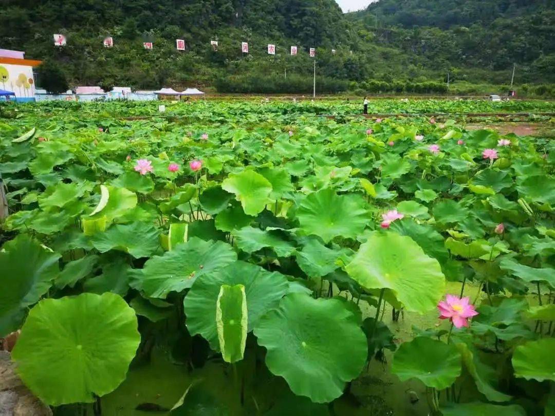 02 安顺十里荷廊景区位于安顺经开区幺铺镇,横跨幺铺镇安湖,磊跨,羊
