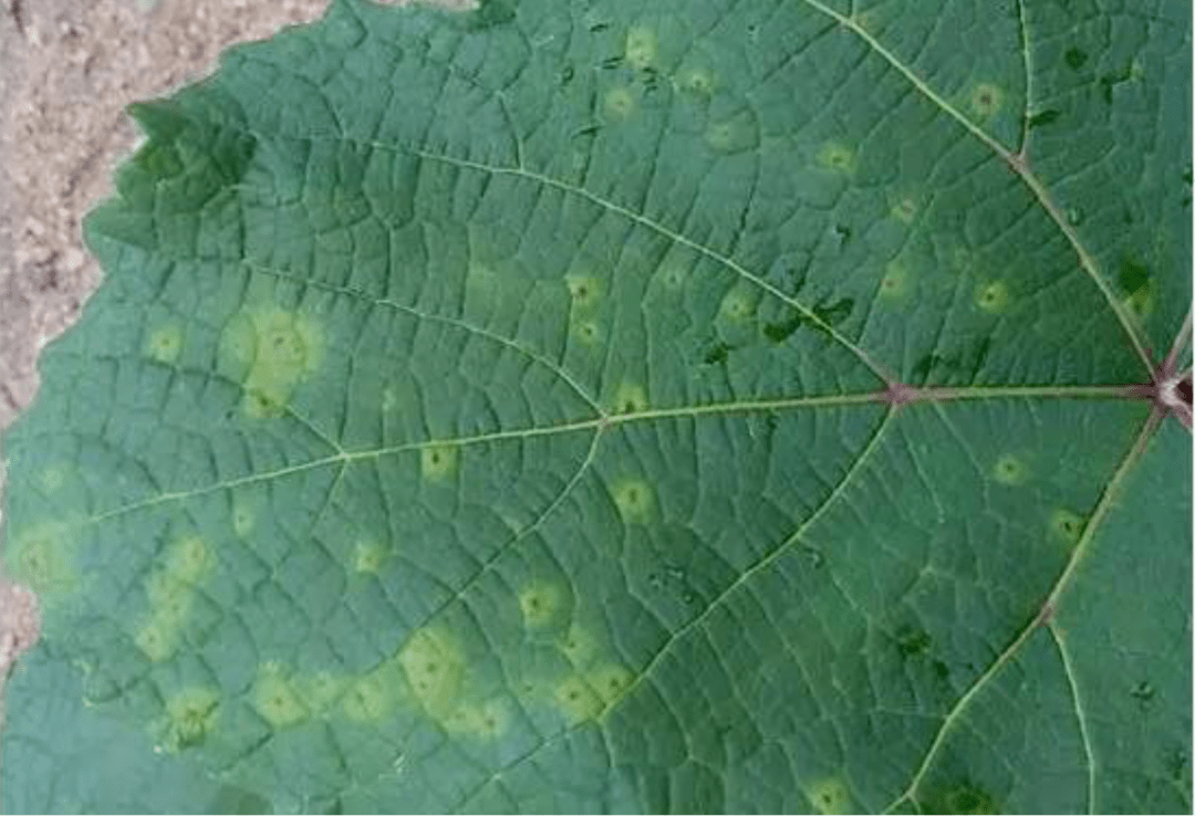 葡萄黑痘病叶片为害症状