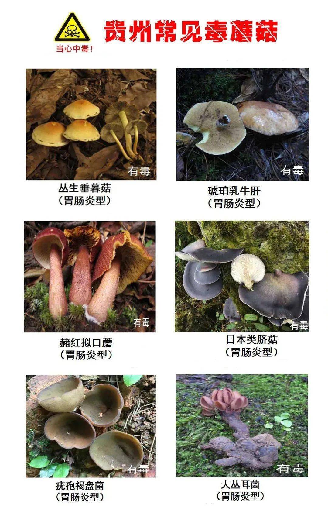 注意| 贵州最常见的30种毒蘑菇,千万别碰!
