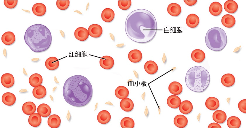 血液中的细胞成分主要有白细胞,红细胞和血小板.