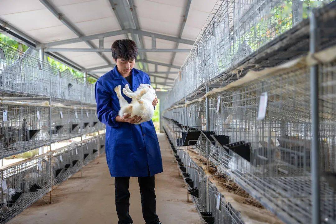 大坪乡:小兔子跑出乡村振兴大产业_养殖
