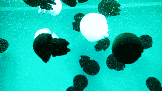 天津又多一个玩乐好去处!6000㎡梦幻海底世界