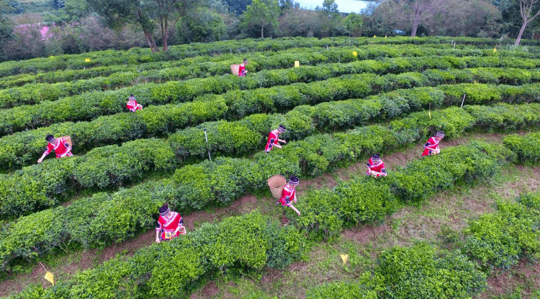 苍梧县的茶娘正在采摘六堡茶.