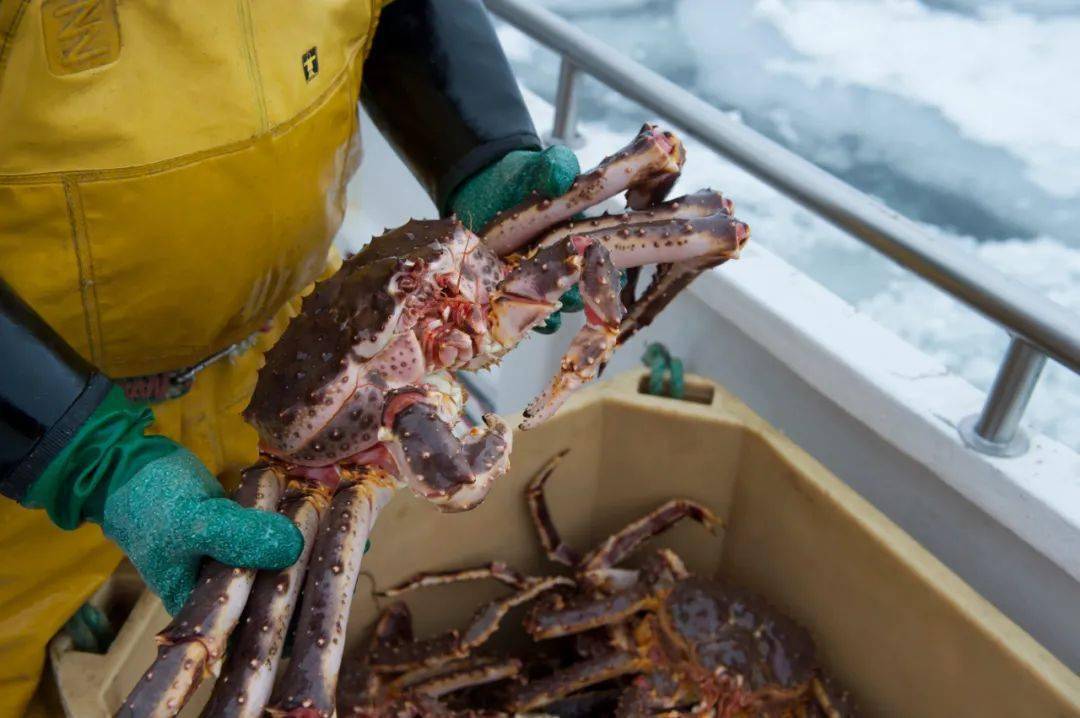 从芬马克(finnmark)东部峡湾到挪威北角,红帝王蟹一年四季均可捕捞,使