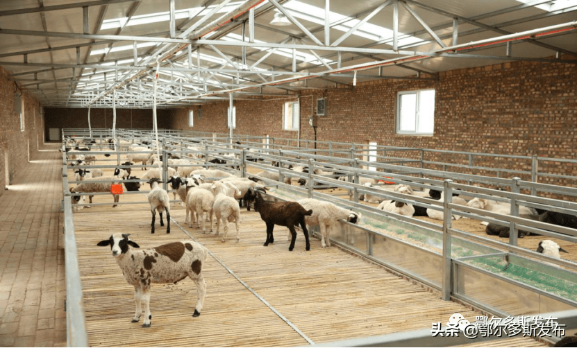 鄂托克前旗畜牧智慧加出牧民新生活