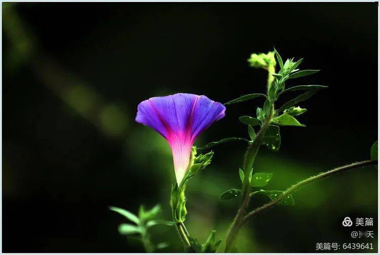 花卉摄影:秋日的浪漫--牵牛花