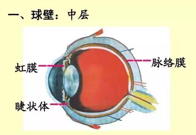 61张经典眼解剖与生理图片(值得收藏)