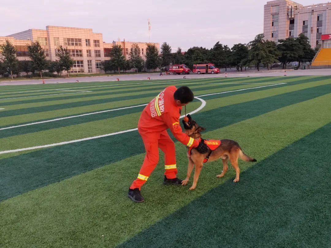 经沈阳市消防救援支队与中国刑警学院警犬技术学院沟通协调,将参赛