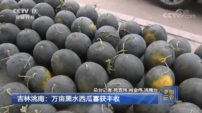 吉林洮南万亩黑水西瓜喜获丰收预估产量8800万斤