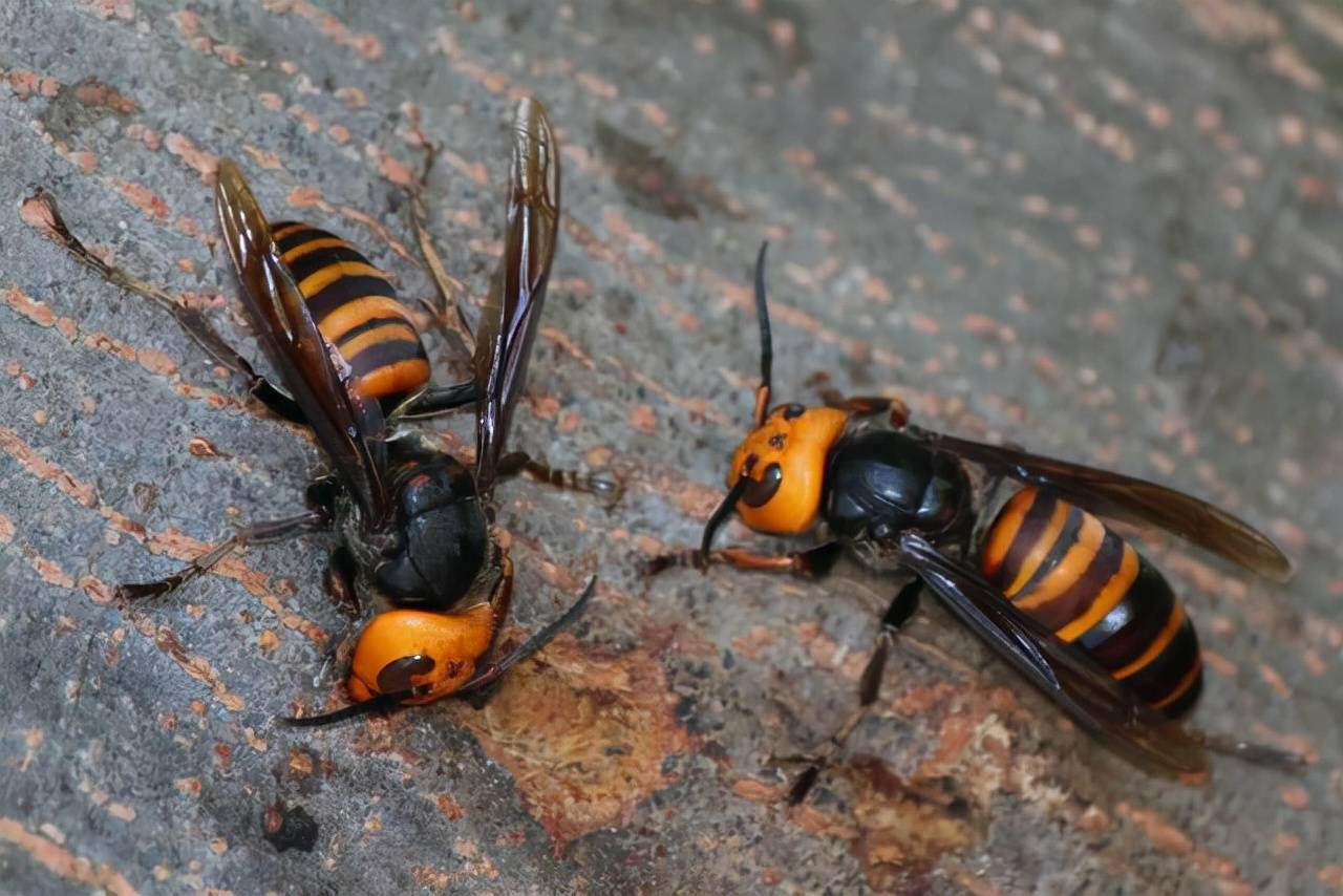 杀人大黄蜂再现美国被发现时它正在攻击普通蜜蜂的蜂巢