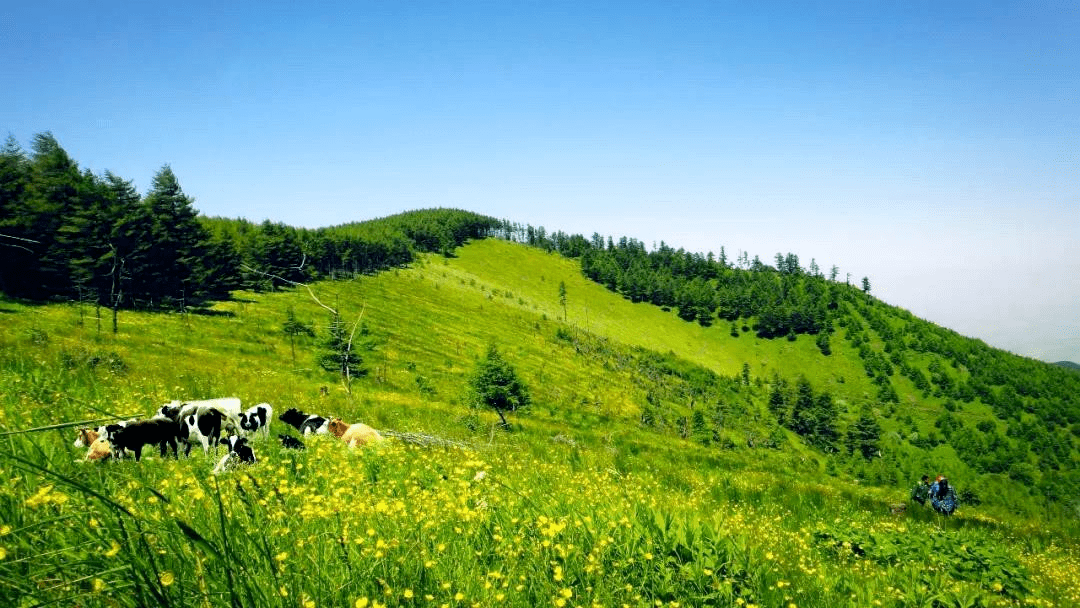 【生物多样性看山西 草原生态系统篇