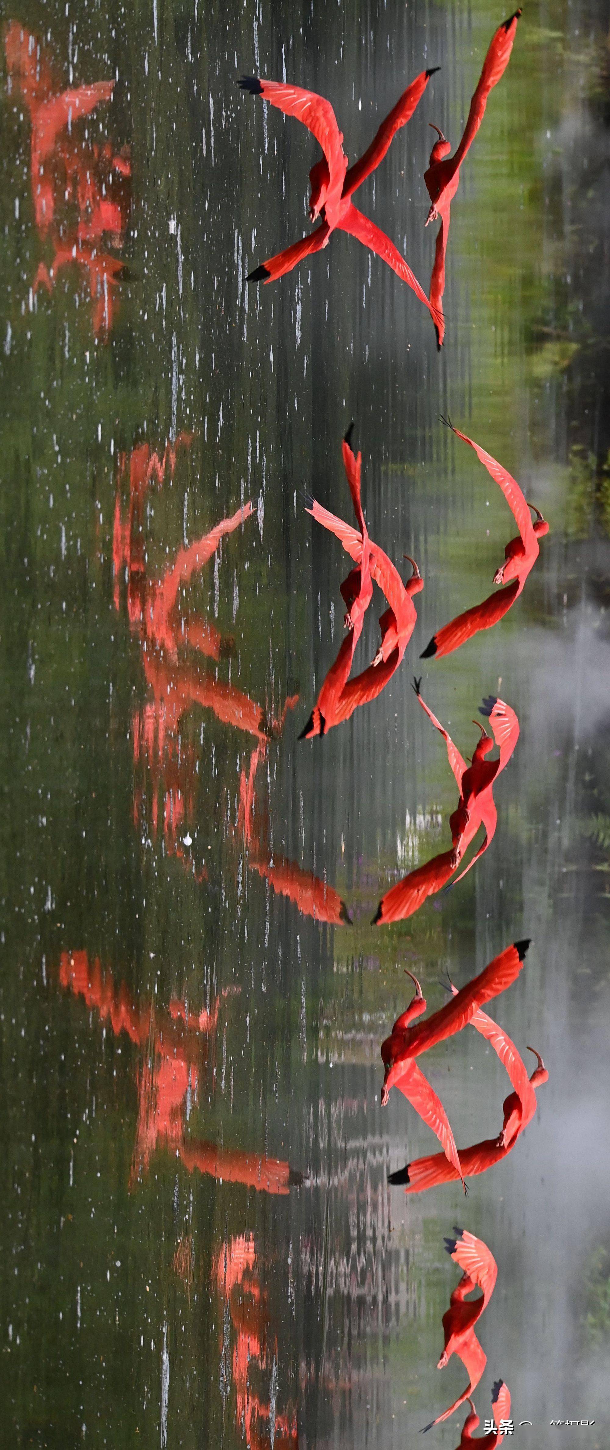 一群红鸟从水面飞过