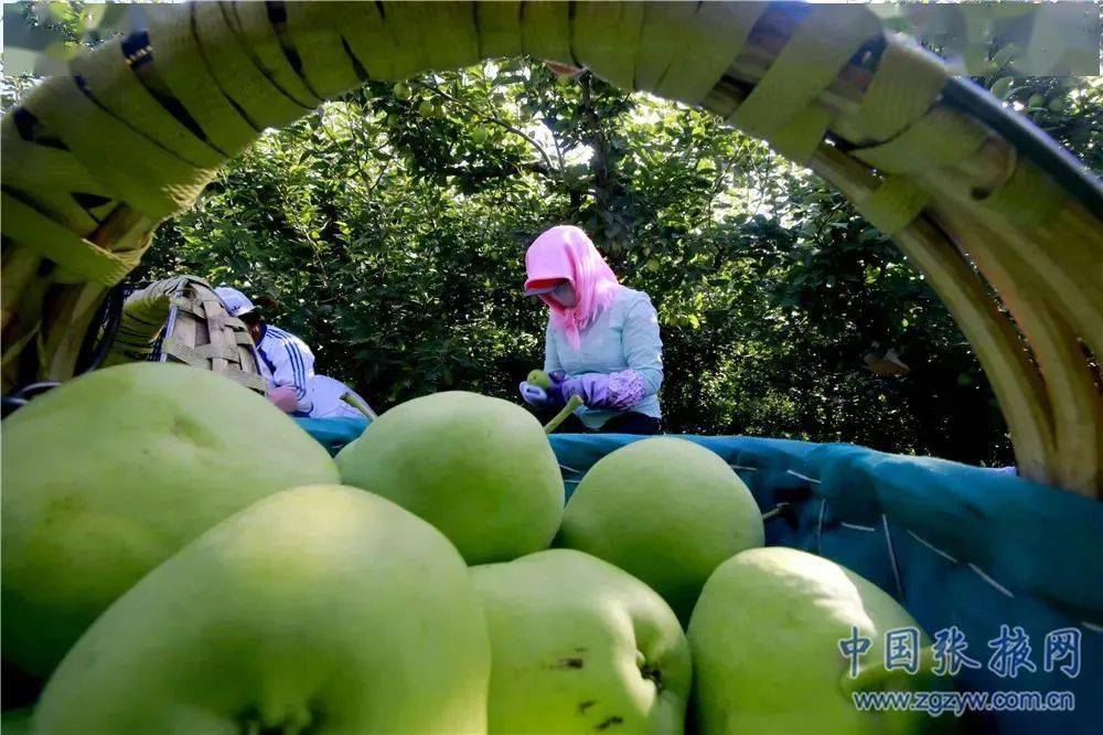 张掖:祁连山下千亩果园梨丰收梨早酥8月13日,张掖市甘州区乌江镇万亩