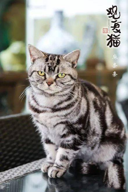 图源:@观复猫 2016年底,已经在观复博物馆生活了13年的花肥肥回了喵