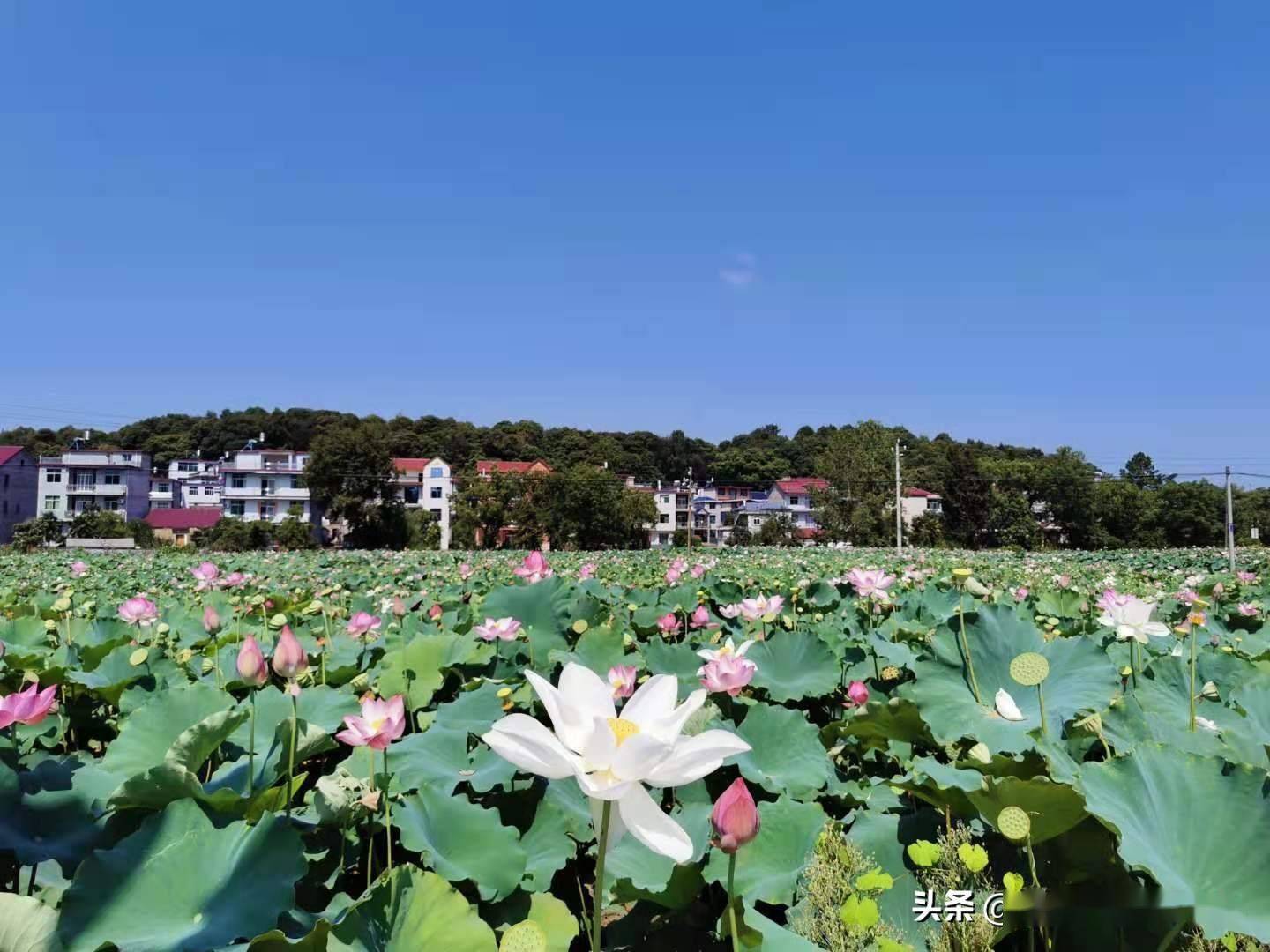 江西景德镇:打卡美丽新乡村 体验农耕文化