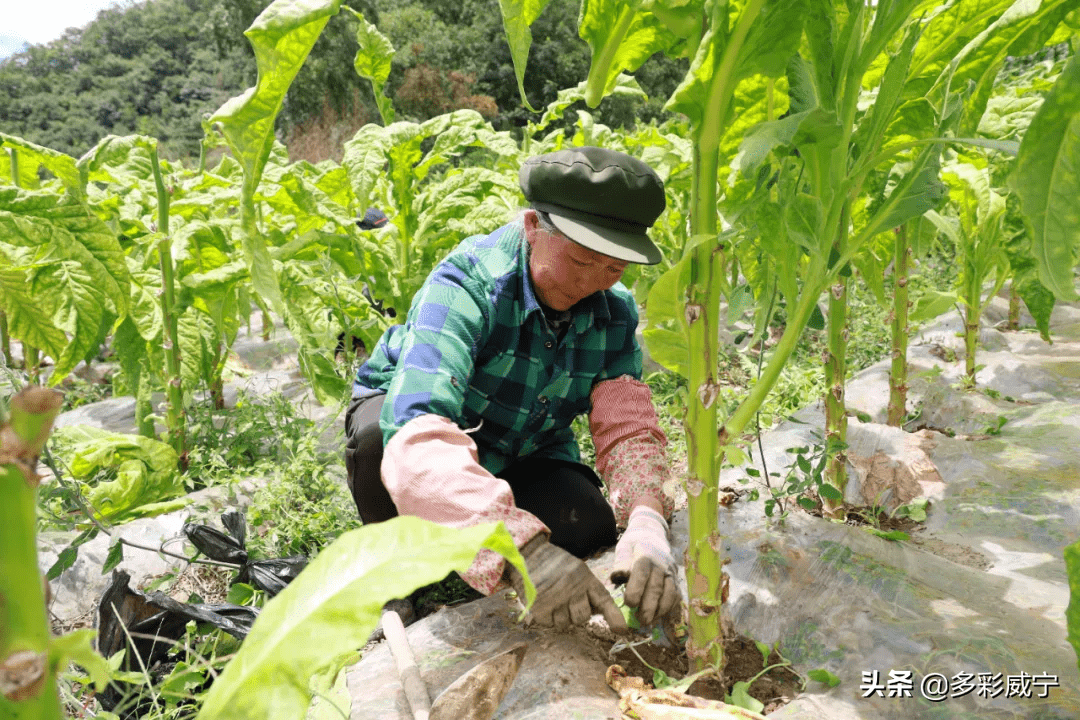 威宁云贵万亩烤烟迎丰收