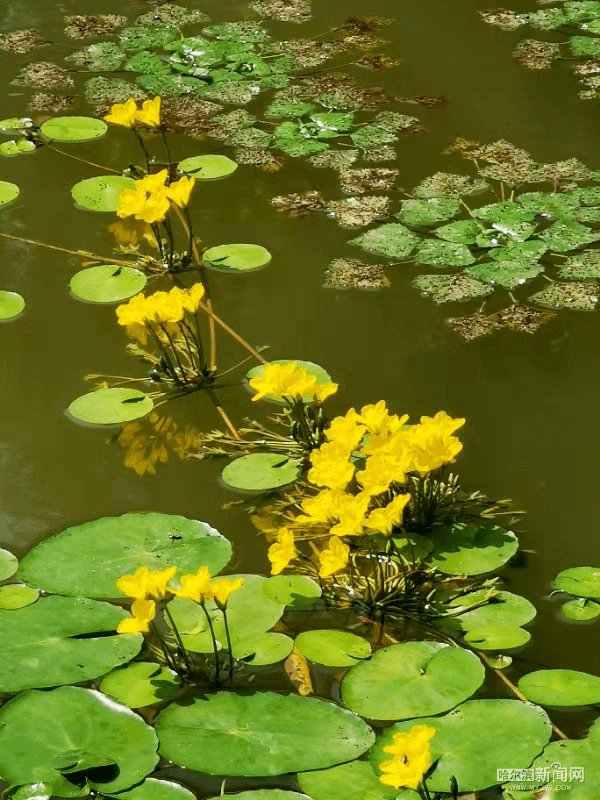 荇菜花开 诗意自来_青荇