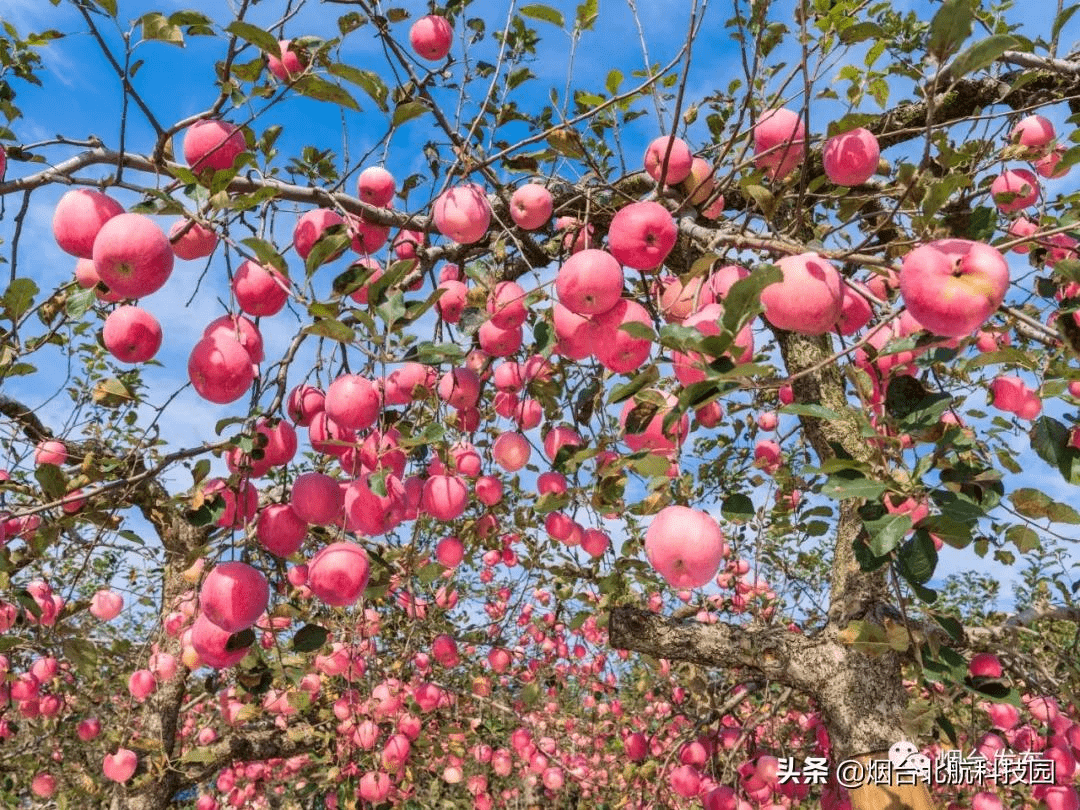 烟台种植苹果历史悠久,是中国西洋苹果栽培最早的地方,早在1618年以前