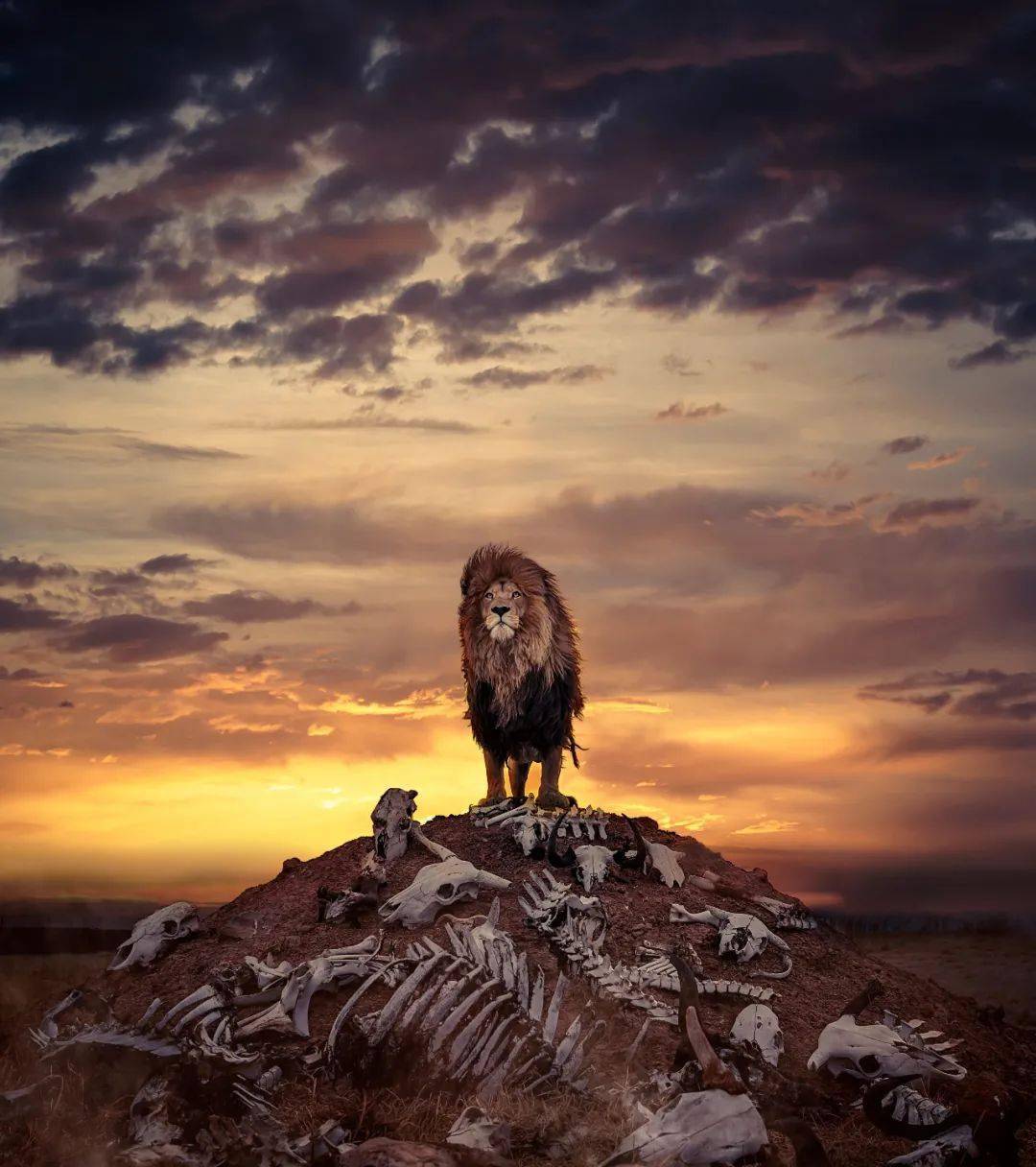 狮子站在尸骨堆积的山上威风凛凛