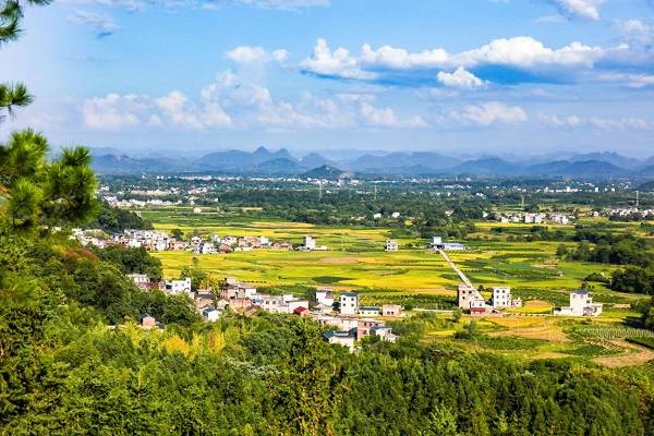 桂林市灌阳县黄关镇龙吟村收割后的1000亩超级稻基地.