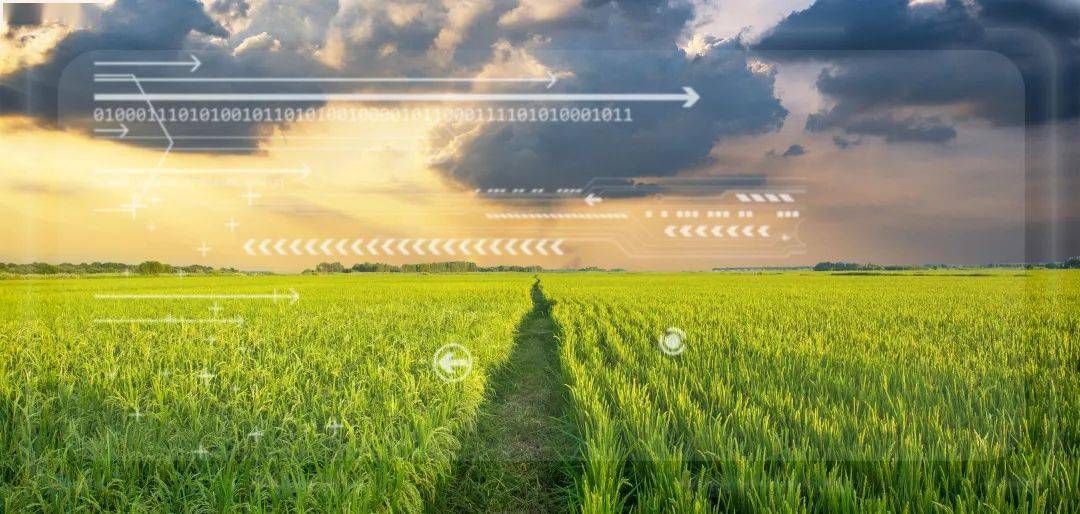 打造区块链大农场 上海数字农业：5G技术、区块链、大数据赋能农业，让菜篮子饭袋“说话”
