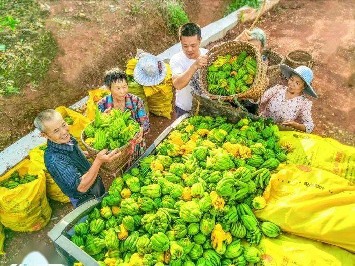 重庆日报关注潼南 | 万亩佛手丰收啦!