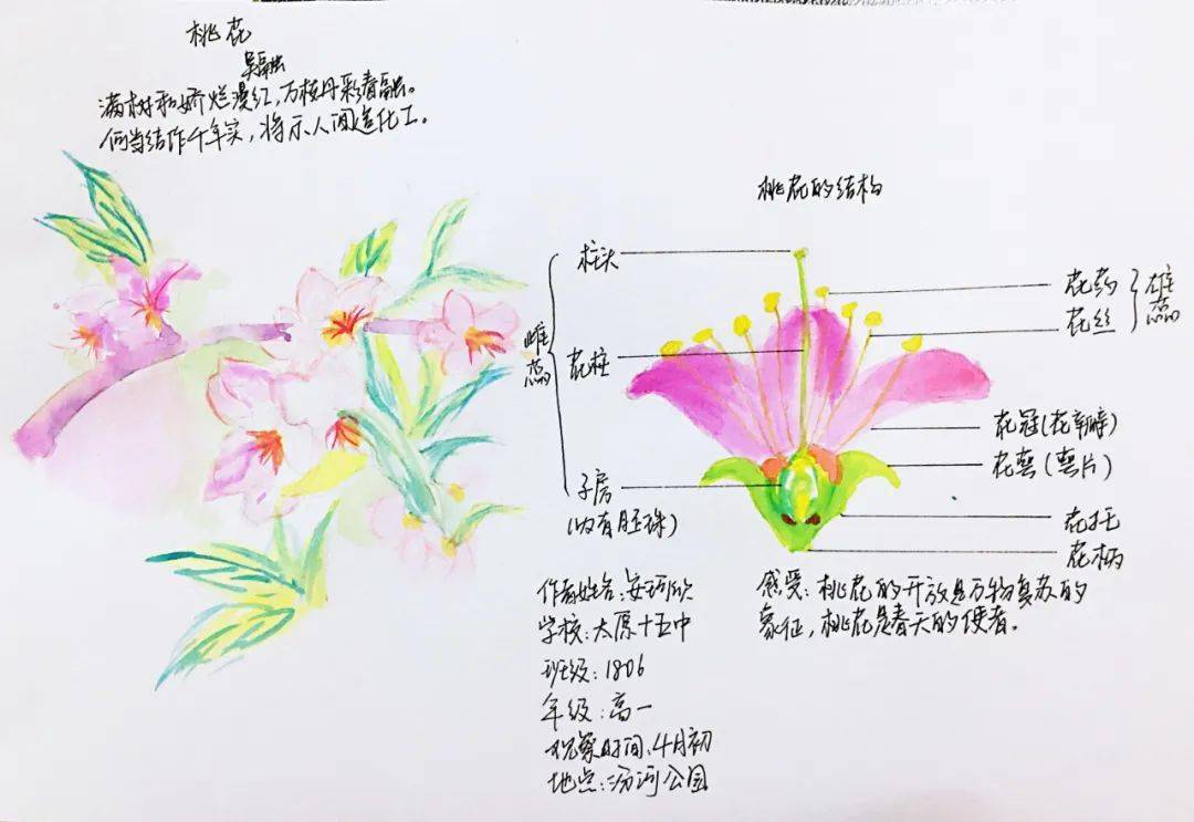 【生物多样性看山西 自然笔记大赛作品展(四)