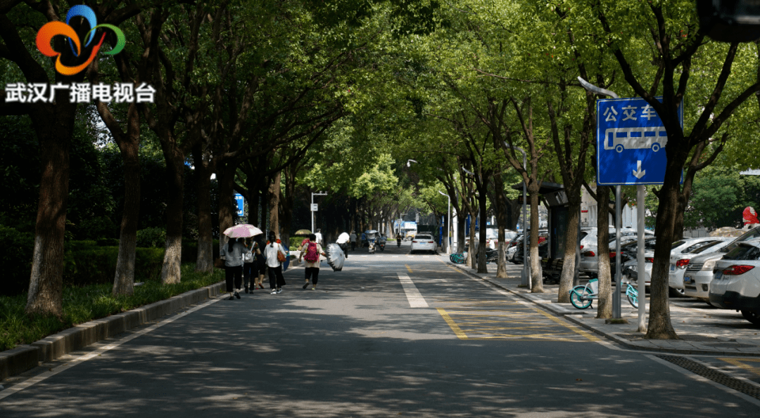 上新!这10条"武汉最美林荫路"就在你家门口