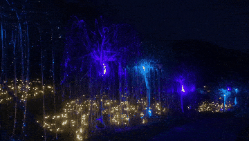 后岭花开温岭嬉栖谷魔幻森林沉浸式夜游!