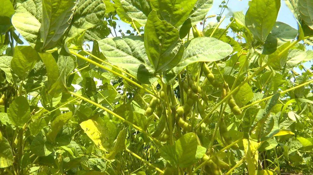 "钩藤 黑豆"种植模式