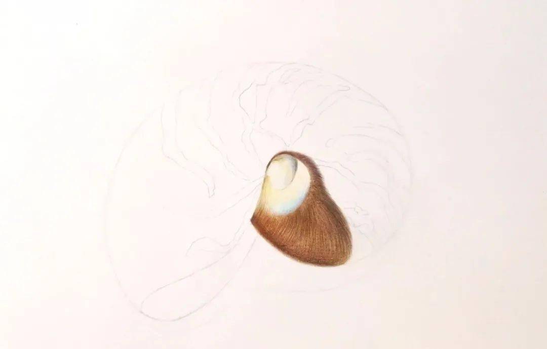 彩铅教程|彩铅手绘 "鹦鹉螺"