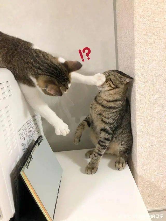 虎斑猫惨遭同伴踩头路过,这还讲不讲武德啊?