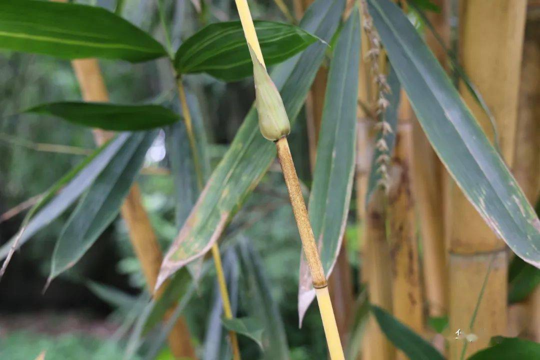 你见过竹子开花吗?四季花开的短枝黄金竹