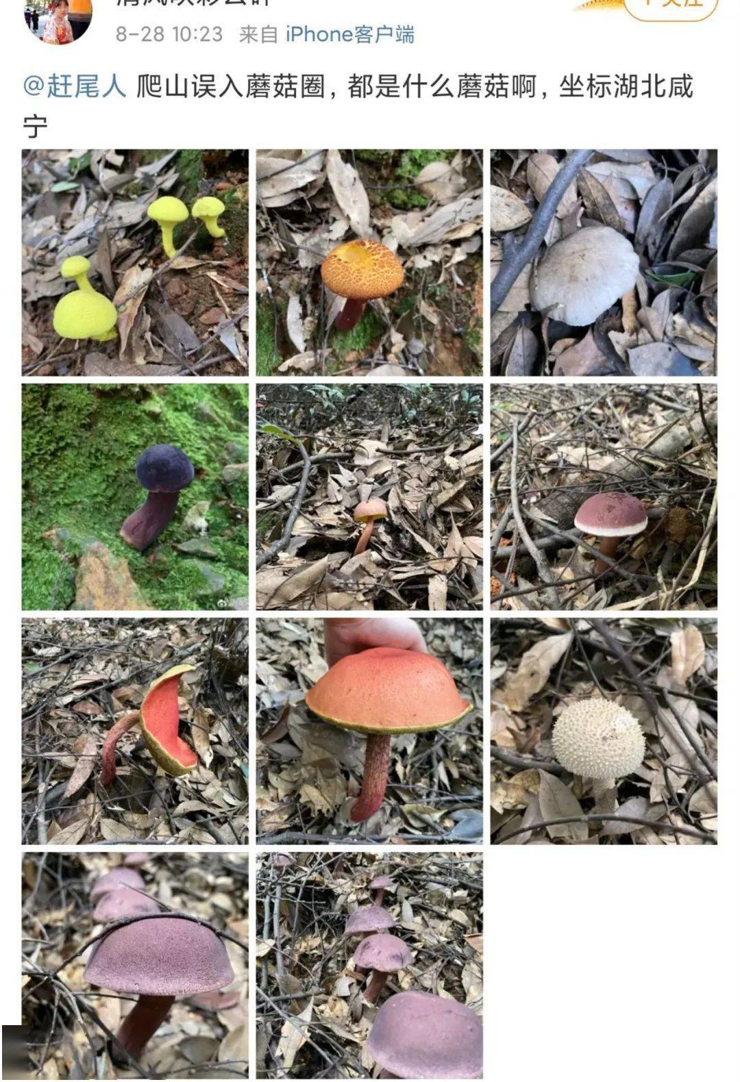 然而,经过辨认 这些蘑菇均为"当季毒菌"!
