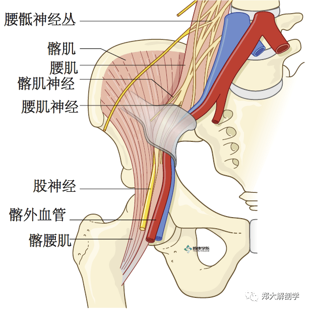 疼痛解剖学股神经病变