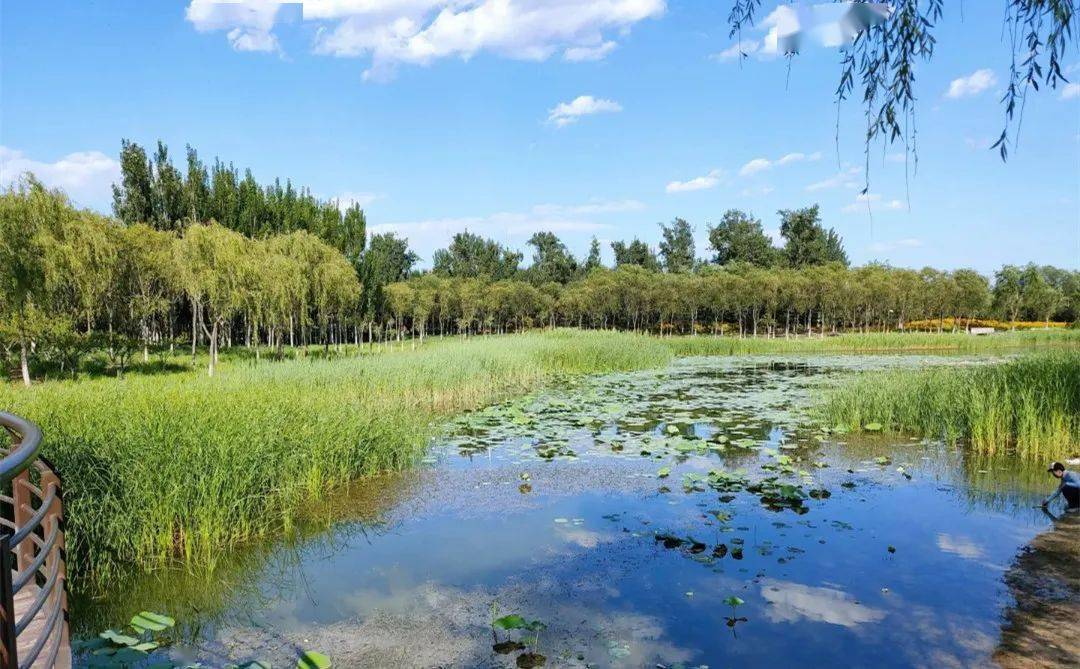 北京十大湿地公园观鸟垂钓骑行现在去刚刚好