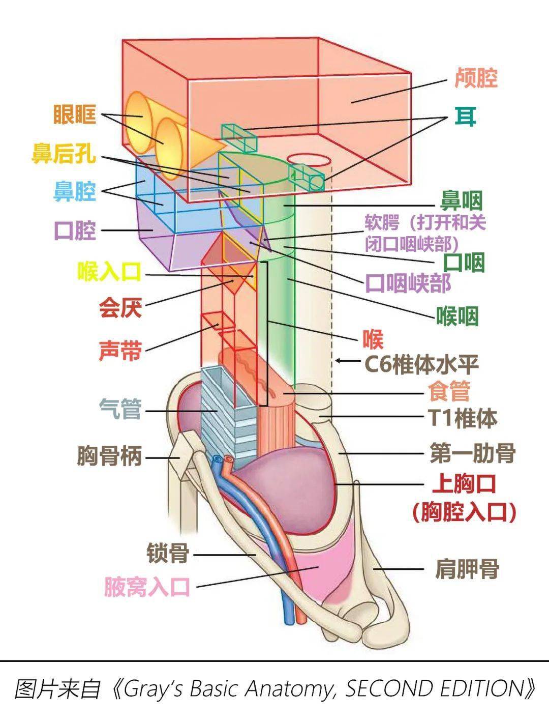 基础知识 呼吸道基础解剖知识复习