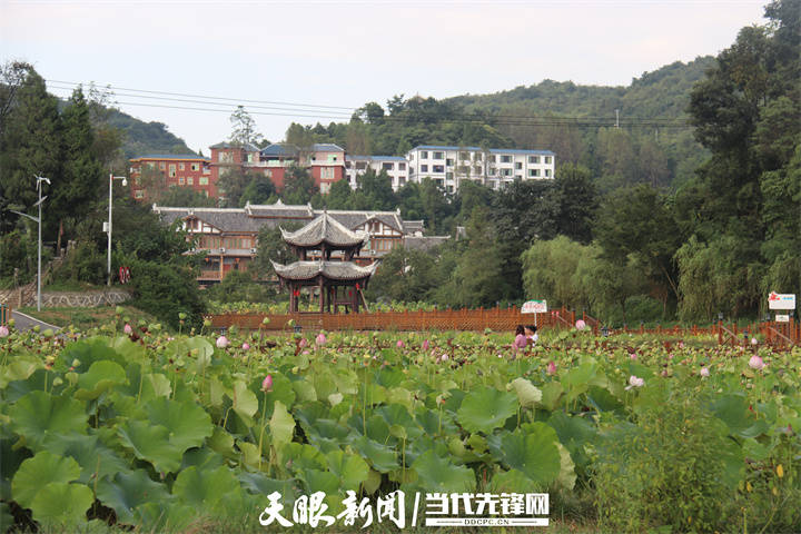 仁怀市长岗镇蔺田村:千年银杏迎客来 乡村旅游焕新景