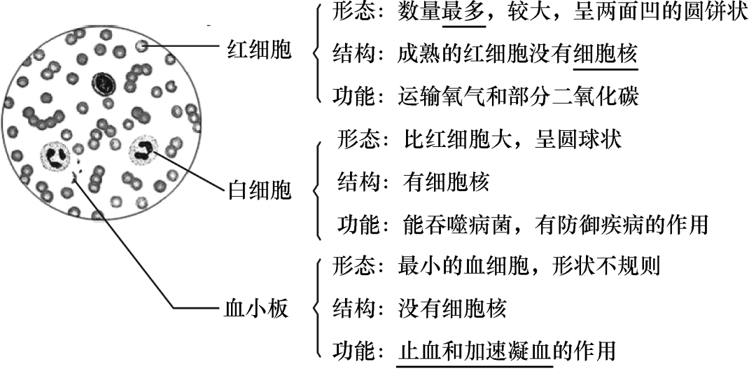 血细胞的结构和功能