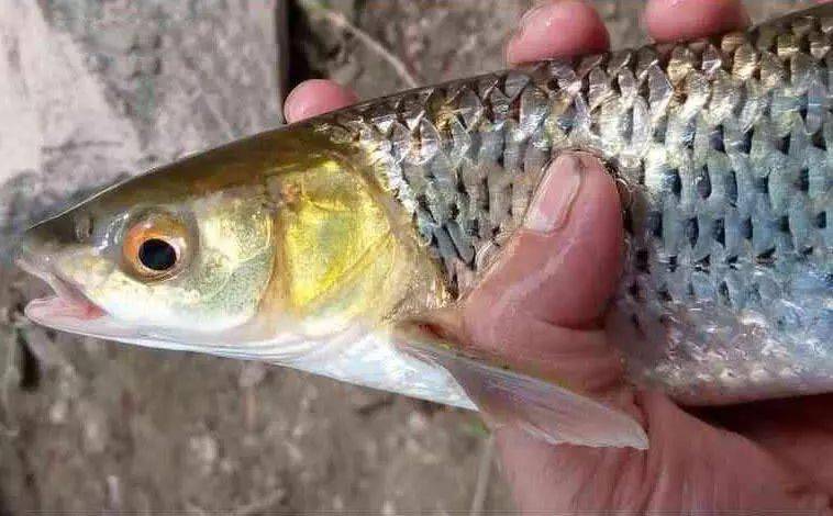 在黄河垂钓俗称"红眼棒"的野生鱼,此鱼劲道真大