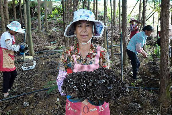 洒金:1100亩灰树花迎来采收