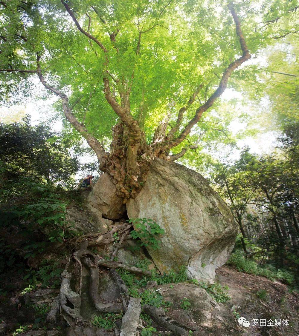 罗田县两棵古树成功入选湖北十大最美古树