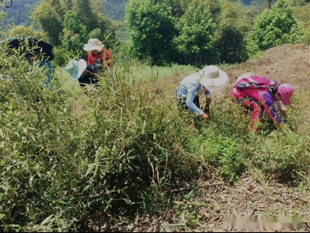 折耳根"生湿地,山谷阴处亦能蔓生,叶如荞麦而肥,茎紫赤色",扯猪草时顺