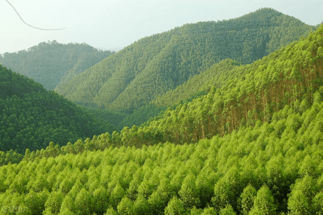 研究认为,桉树林区的黑水是一种出现在林区洼地,溪流,水库等不同规模