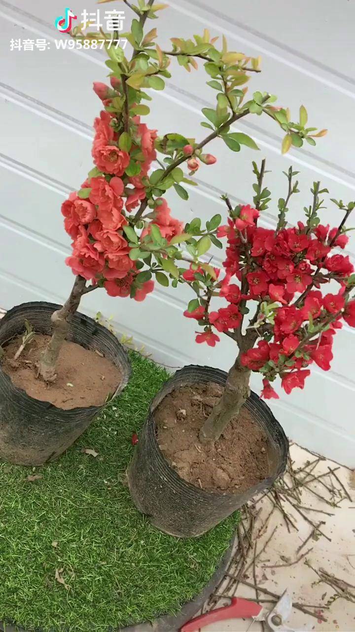 长寿冠海棠重瓣大花
