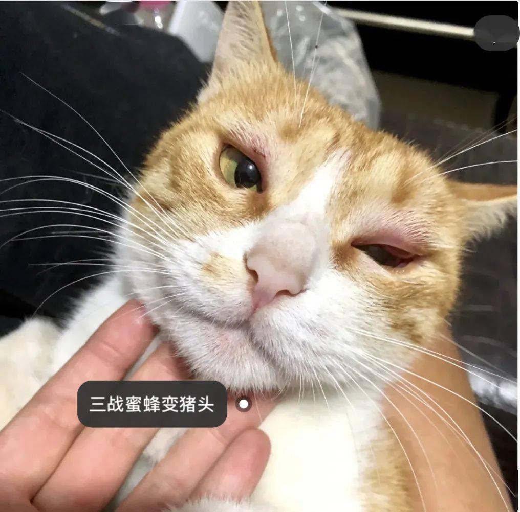 心疼,小猫咪被蜜蜂蛰成了蓝精灵!