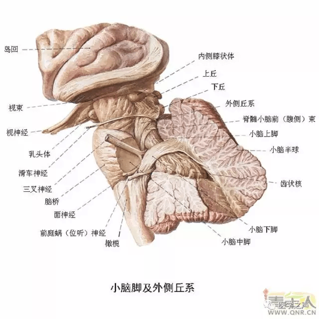 史上最全神经系统解剖图不收藏绝对后悔